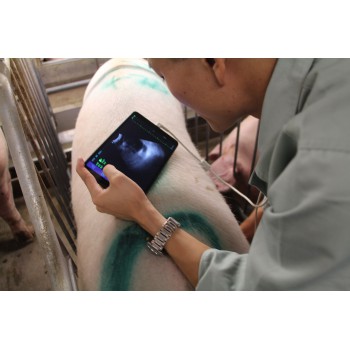 BMV MX5 B/W Portable Ultrasound Scanner For Livestock Animal Scanning