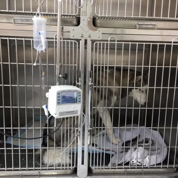 Veterinary pump Vet Clinic Pet animal pump 3.5 inch LCD Touch Screen Portable three modes veterinary equipment pump