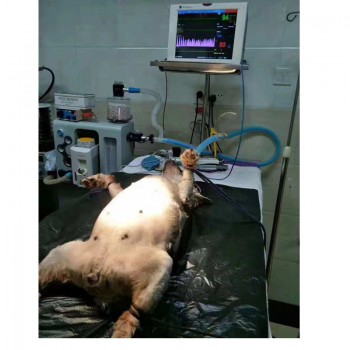 Dolphinmed Veterinary Anesthesia Techniques Machine