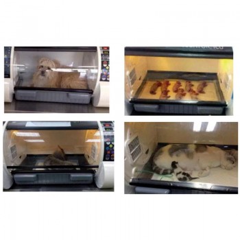 Dongbang Veterinary Intensive Care Unit Veterinary ICU For Dog And Cat