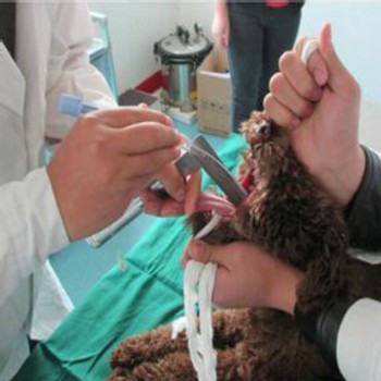 Veterinary Fiber Optic Animal Layrngoscope Portable Anesthesia Universal Laryngoscopes 5 Leaves