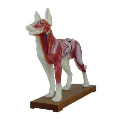 Dog Acupuncture Model Anatomy Anatomical Medical Veterinary Animal Model 30*30CM