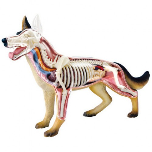 Dog Standing Puzzle Animal Anatomy Model Dog Dissection Model Figure