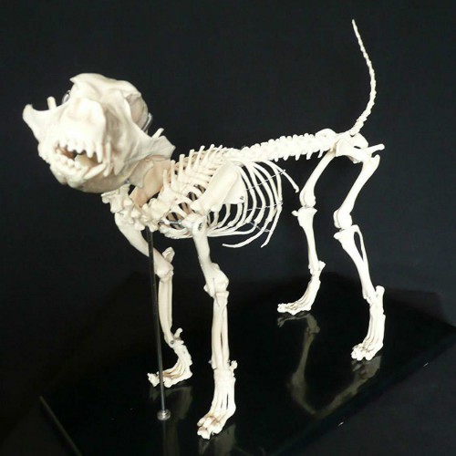 Dog Canine Skeleton Education Study Demonstration Model