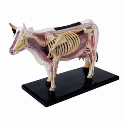 Cow Animal Organ Anatomy 4D Model Medical Teaching Animal Anatomical Models