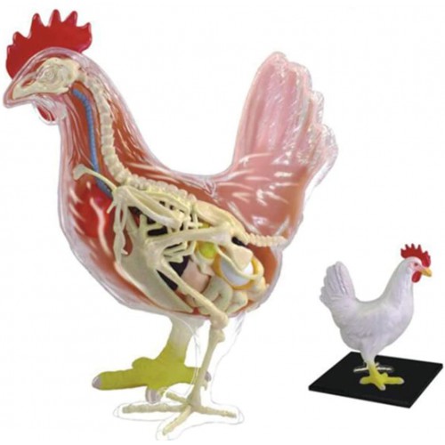 Chicken Skeleton & Anatomy Model Kit Detachable 32 Parts Animal Biology Medical Teaching Model