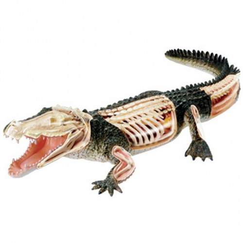 Crocodile Animal Anatomy Modell Teaching Model Assembled Toy