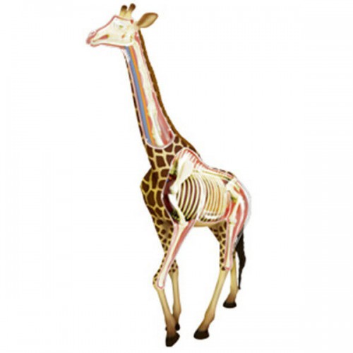 Giraffe Animal Anatomy Modell Teaching Model Assembled Toy