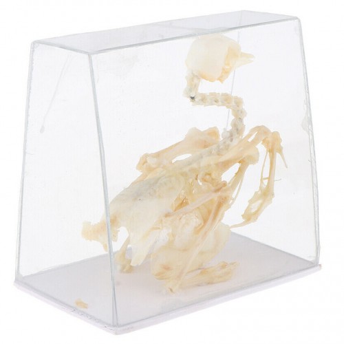 Pigeon Skeleton Taxidermy Animal Specimen Bones Biology Anatomy Study Aid