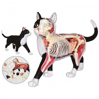 Animal Cat 4d Biology Organ Anatomical Model Medical Teaching Puzzle Assembling