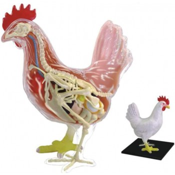 Chicken Skeleton & Anatomy Model Kit Detachable 32 Parts  Animal Biology Medical...