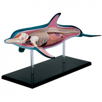 Dolphin Anatomy Modell Teaching Model Assembled Toy