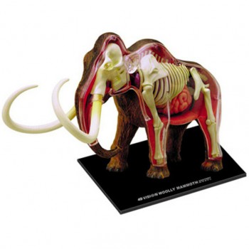 Elephant Anatomy Science And Education Assembled Model Teaching Model