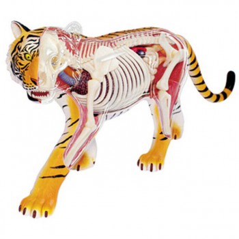 Tiger Anatomy Science And Education Assembled Model Teaching Model