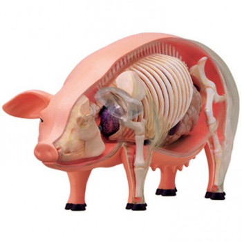 Pig Anatomy Science And Education Assembled Model Teaching Model