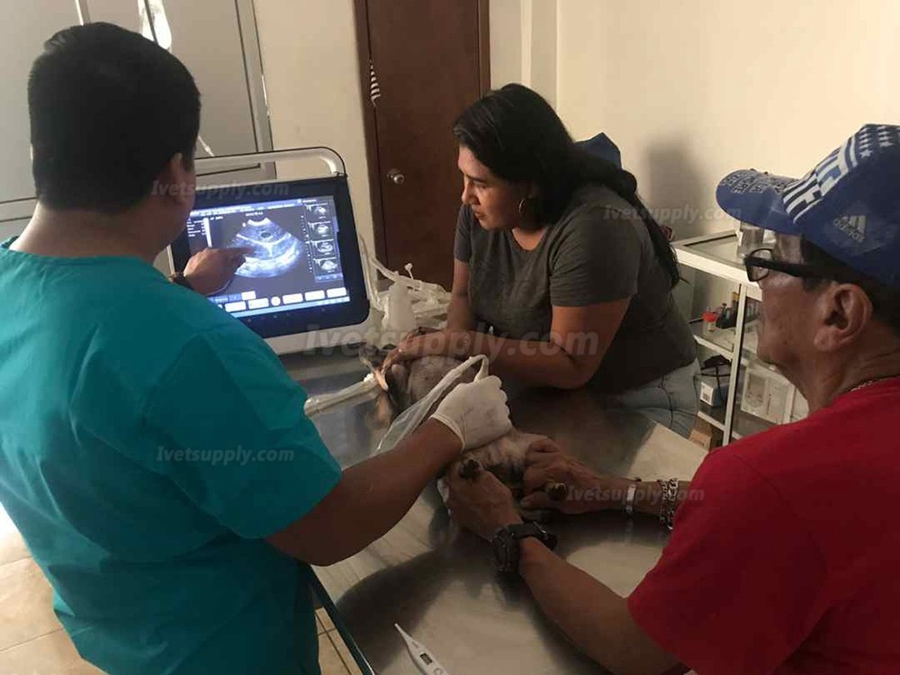 BMV MX-50A Touch Screen Portable Veterinary B/W Ultrasound Scanner BMV MX-50A Touch Screen Portable Veterinary B/W Ultrasound Scanner