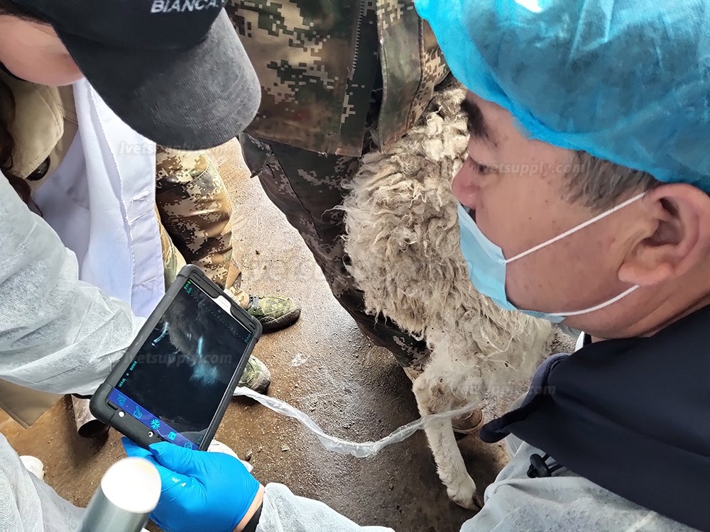 S3 Full Digital WIFI Wireless Handheld Vet Ultrasound Scanner Portable Ultrasonic Diagnostic System S3 Full Digital WIFI Wireless Handheld Vet Ultrasound Scanner Portable Ultrasonic Diagnostic System