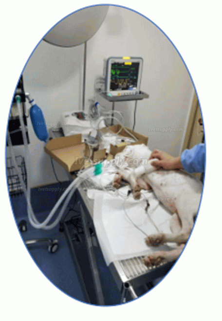 Dolphinmed Portable Veterinary Anesthesia Machine Dolphinmed Portable Veterinary Anesthesia Machine